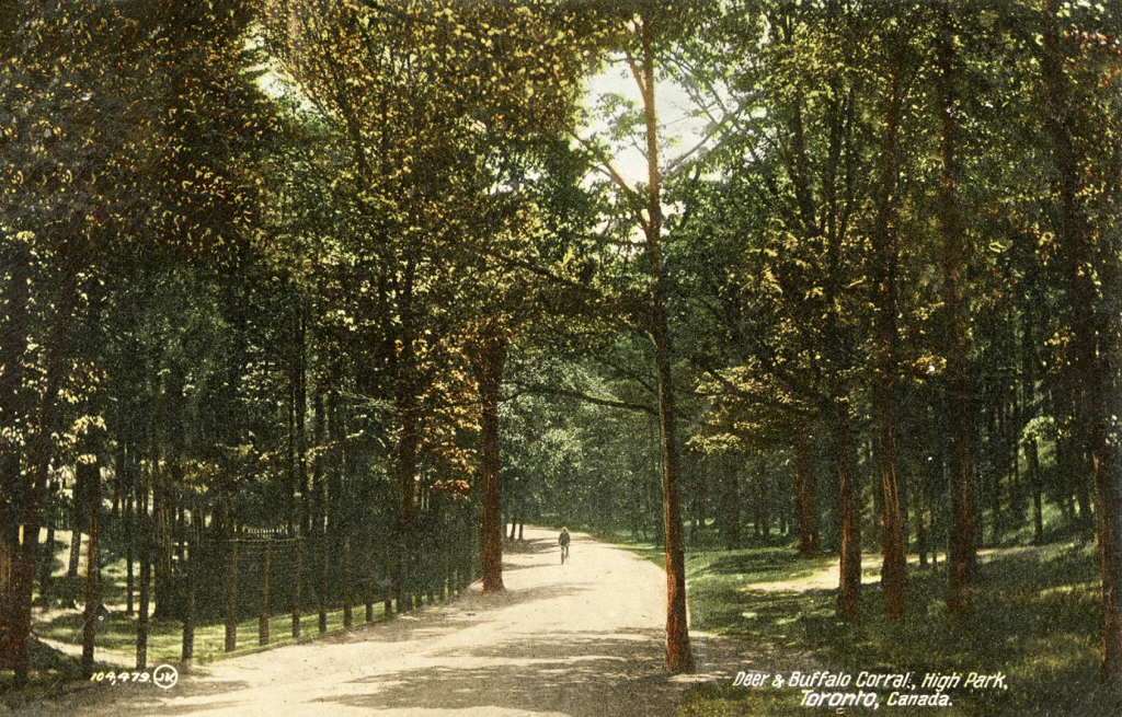 Colourized photo of a bike rider on a road through a forest